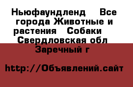 Ньюфаундленд  - Все города Животные и растения » Собаки   . Свердловская обл.,Заречный г.